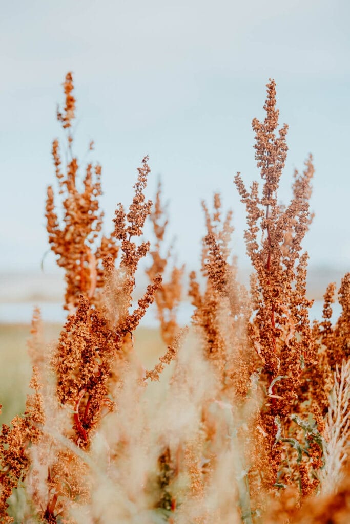 A dry red bush rises vertically against a bright blue sky