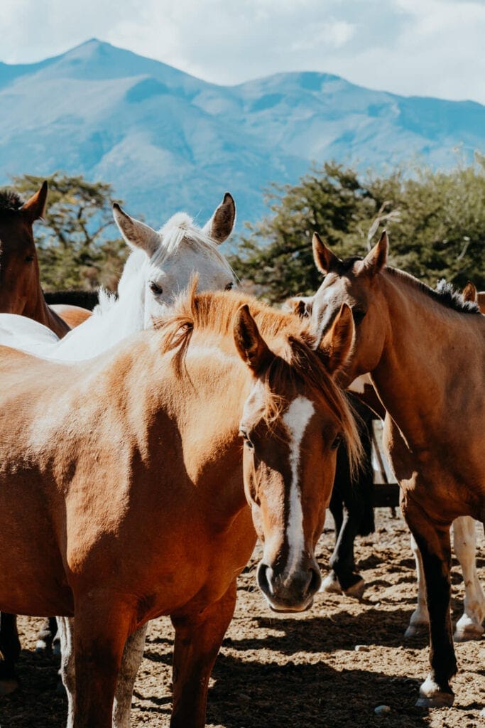 Two brown horses and one white horse are standing up next to each other looking right at the camera