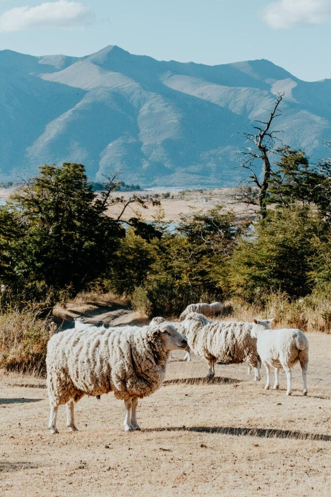 A group of sheep is standing on brown grass with green trees behind them