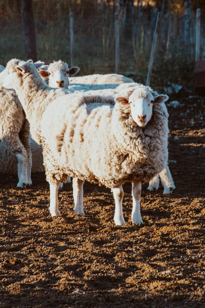 A furry sheep is standing up and looking directly at the camera