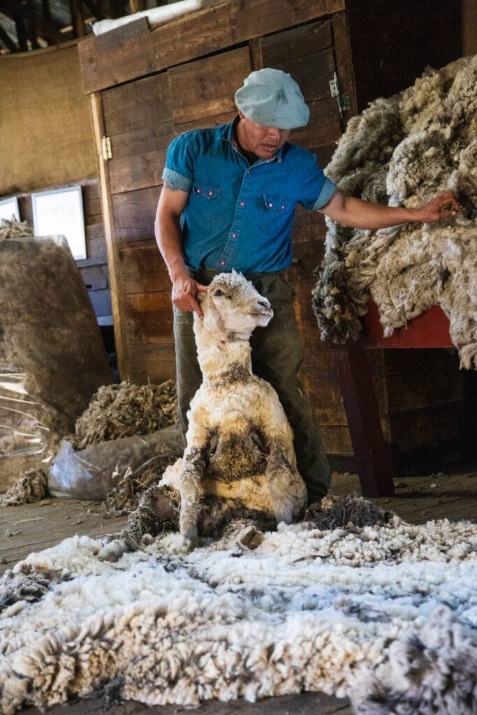 A man stands behind a sheep that is lying on the floor holding it up by the ear next to all the wool shorn off the sheep