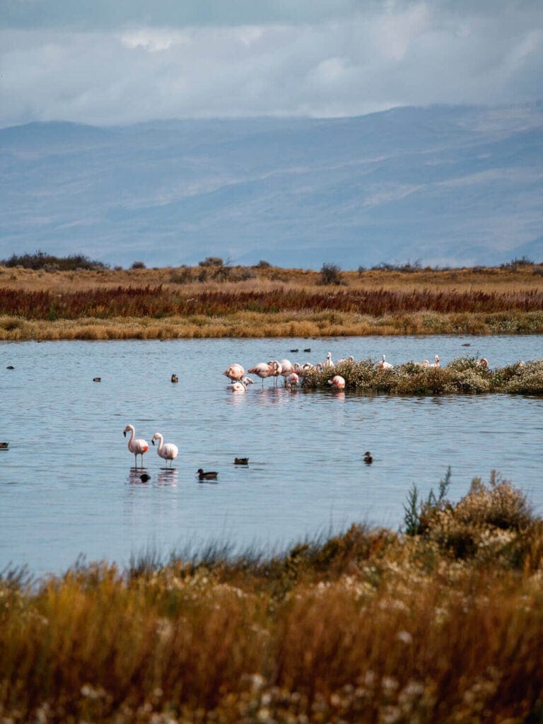 Flamingos stand in a laguna surrounded by ducks swimming in Argentina