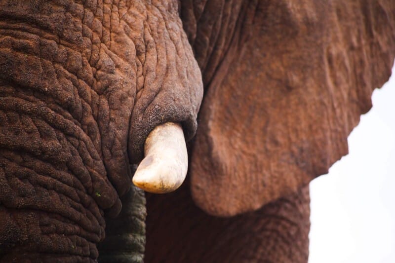 A close up photo of an elephants trunk, tusk, and ear
