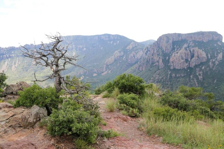 A trail weaves between bushes on a mountain