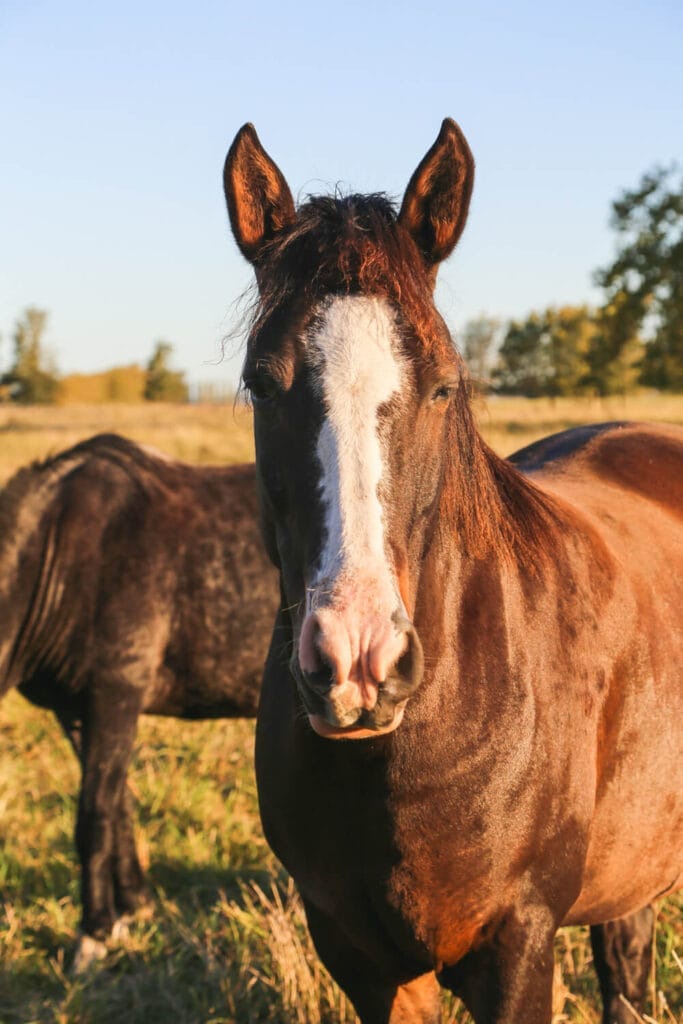 A horse looks at the camera