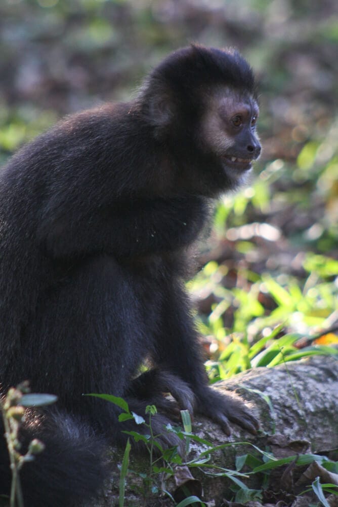 A small monkey is perched on a branch