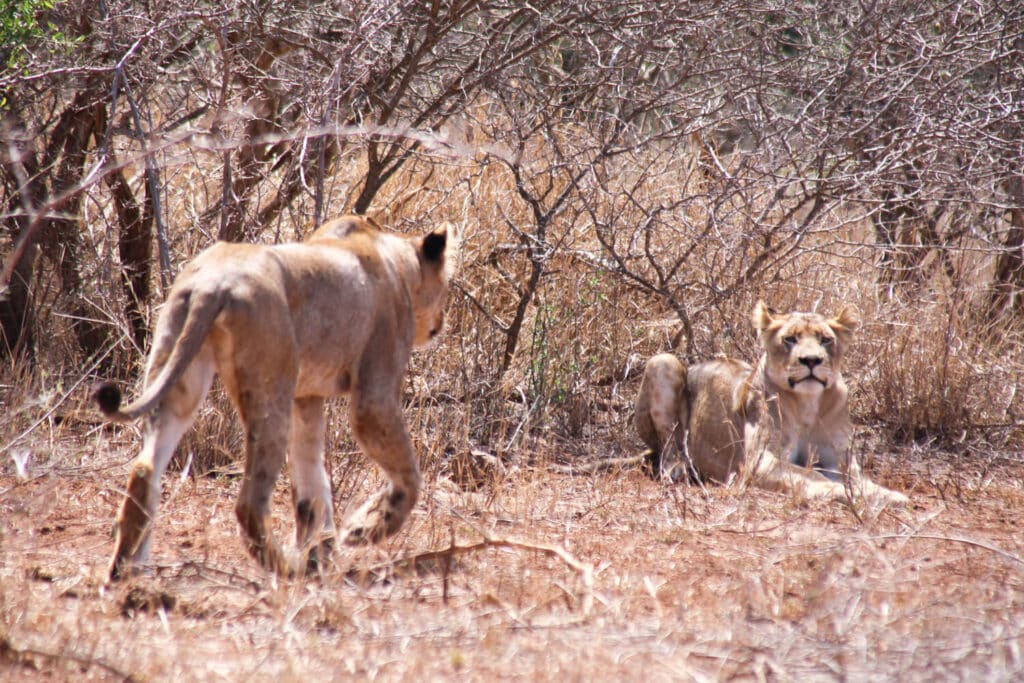 A lion walks towards another lion lying in the grass