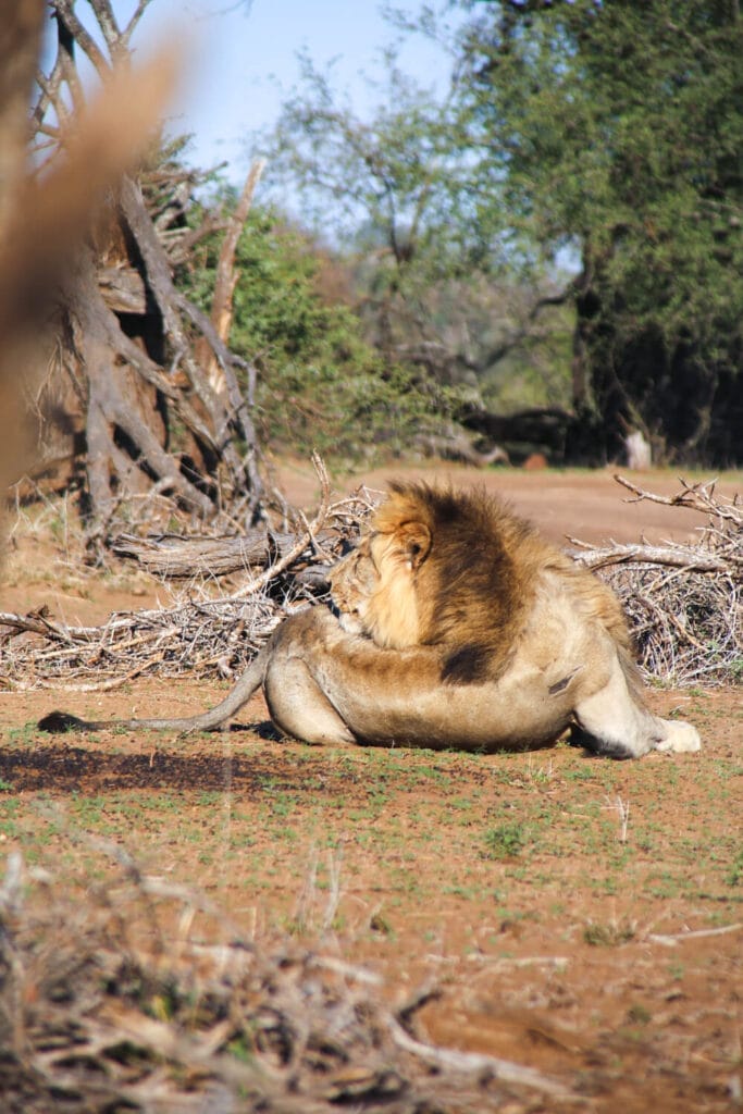 A male lion arches his back to clean himself licking his back