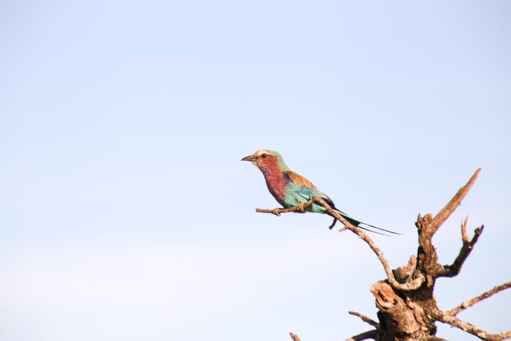 A rainbow colored bird with a pink chest and turquoise belly