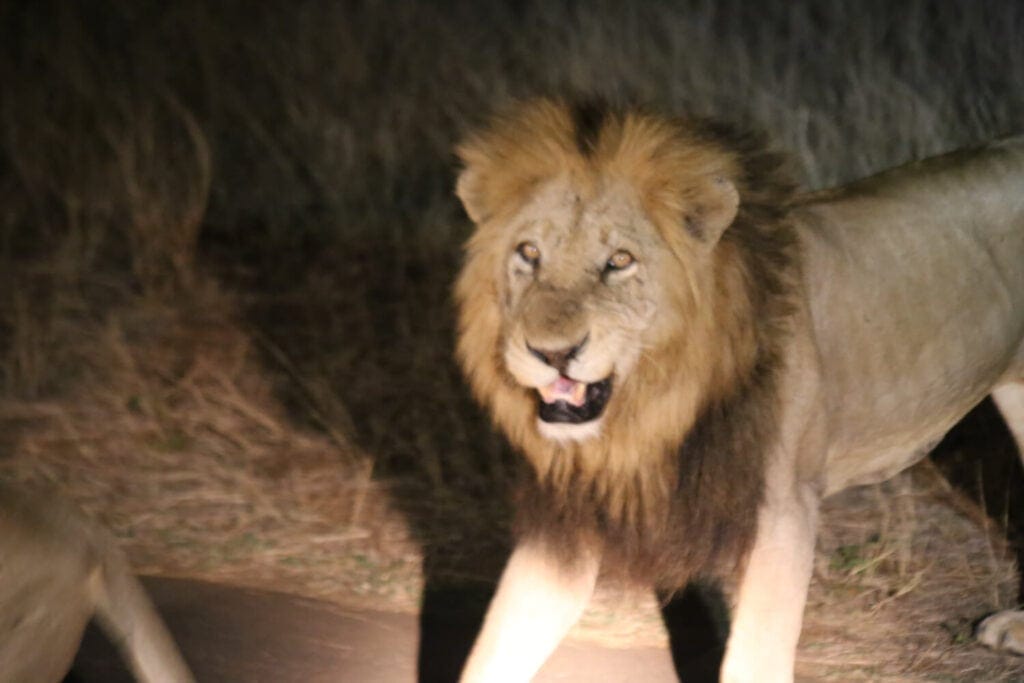 An adult lion growls at the camera