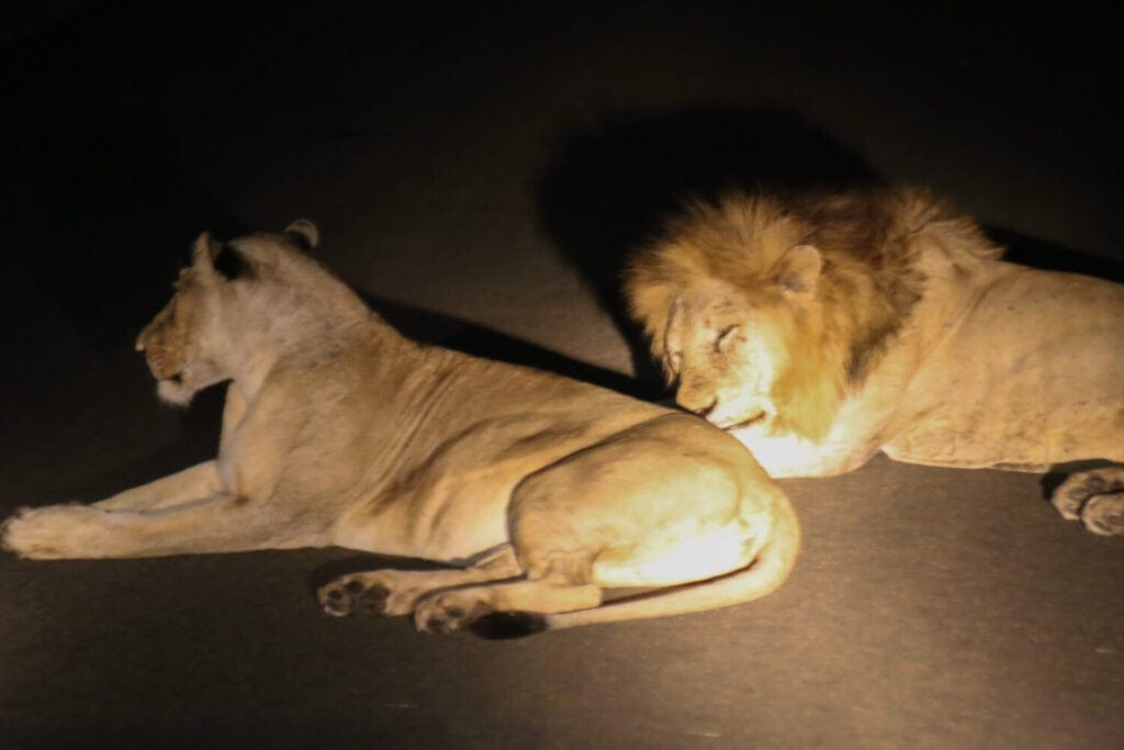 A male and female lions sleep on the pavementa