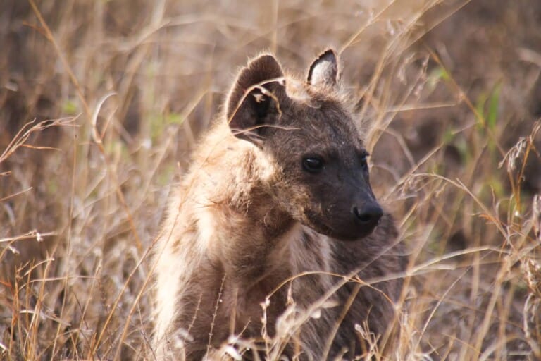 A young hyena stands among tall grass