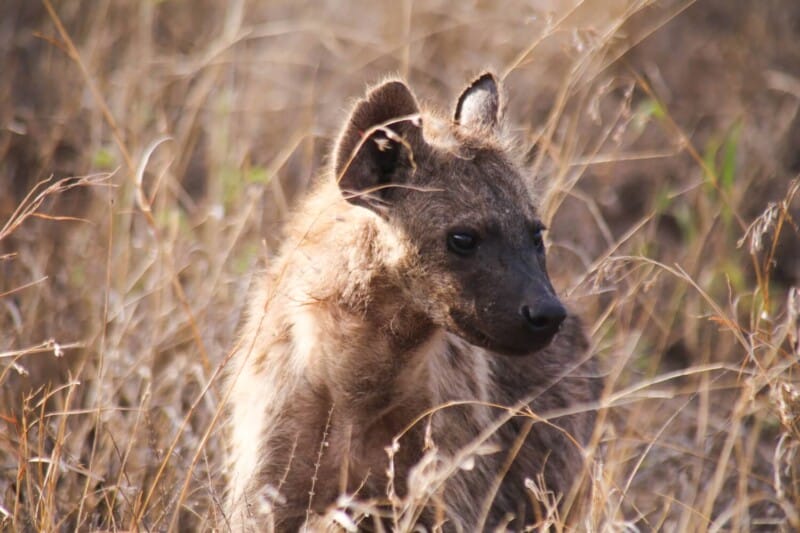 A young hyena stands among tall grass