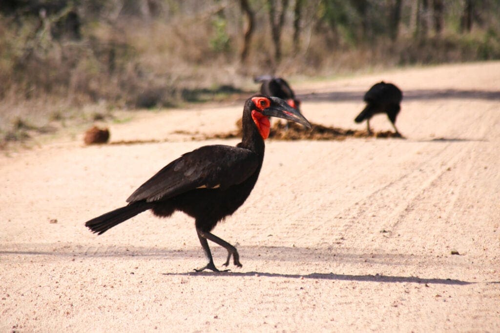 A black bird with red eyes and a red beak crosses the road