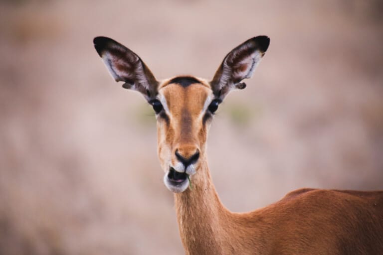 An imala looks into the camera while chewing grass