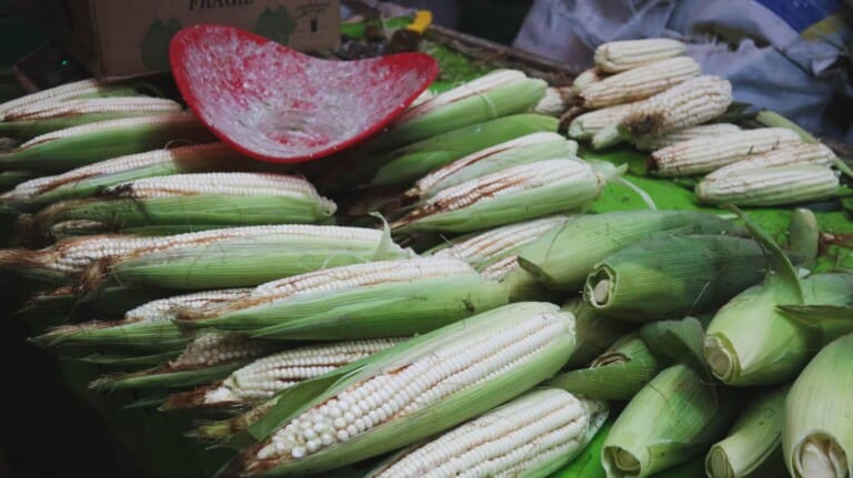 A table full of white corn and a red plastic scale