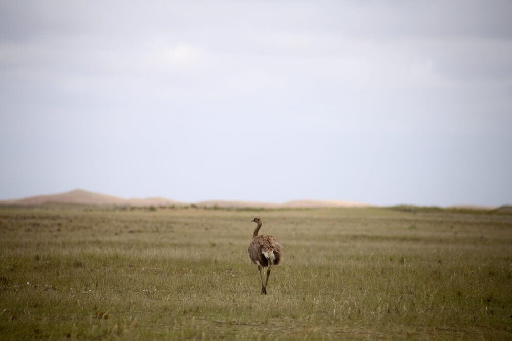 An ostrich like bird walks through a field