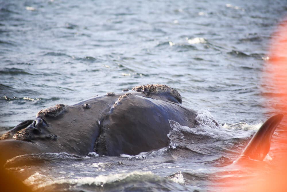 A whale breeches the water