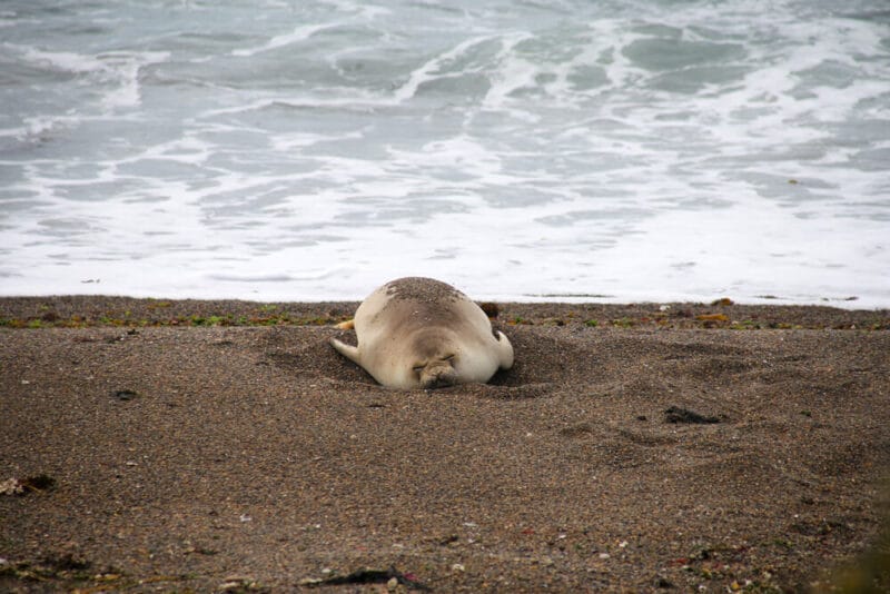 A seal lays belly down in the sand