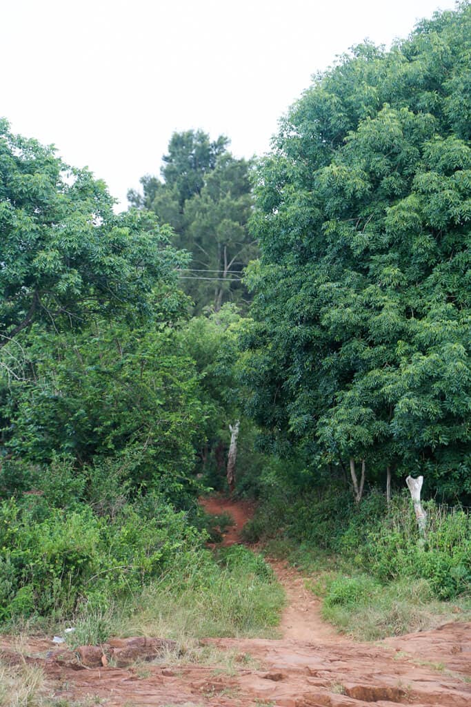 A dirt trail leads into the forest