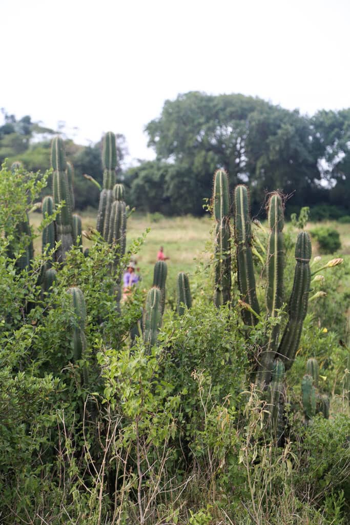 Cactus with purple flowers grow in the grass