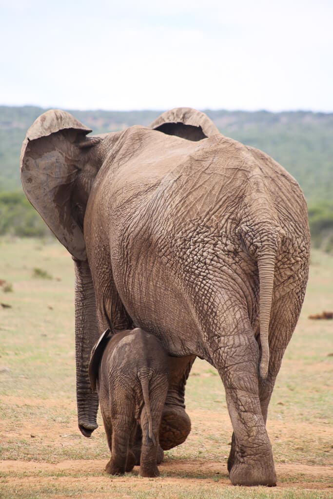 A mom and baby elephant walking together