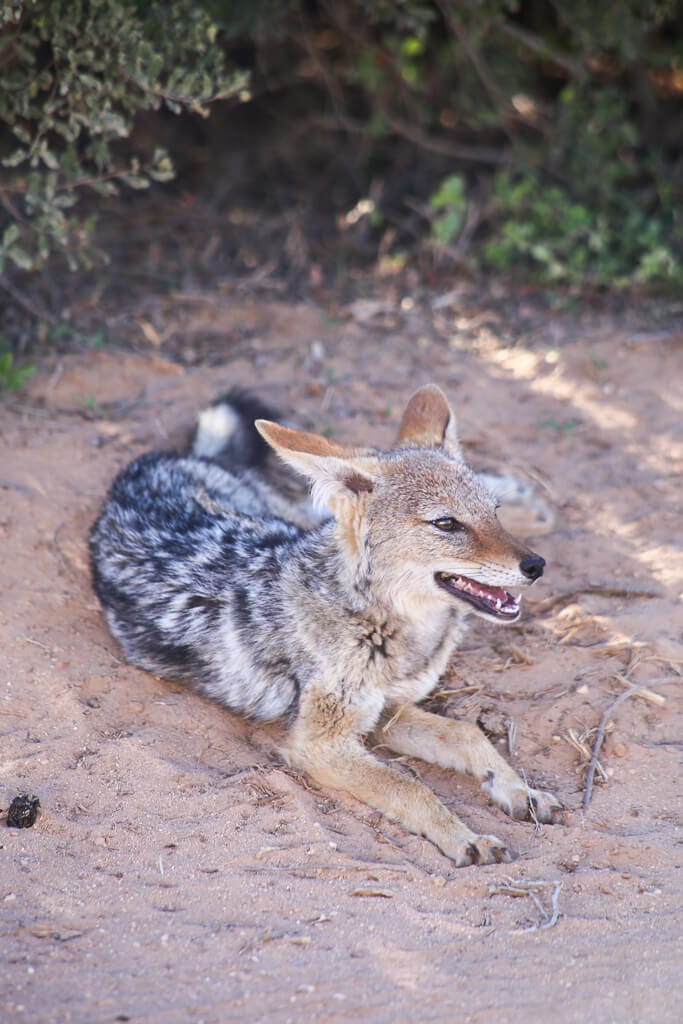 A jackal sits in the sand