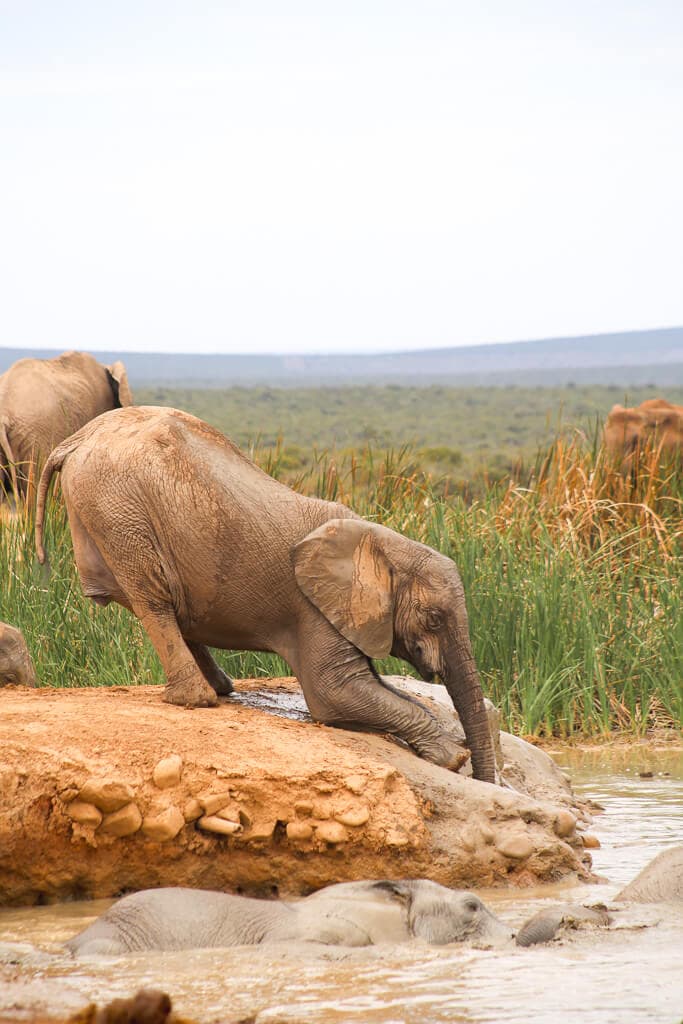 A young elephant slides down an embankment into the water