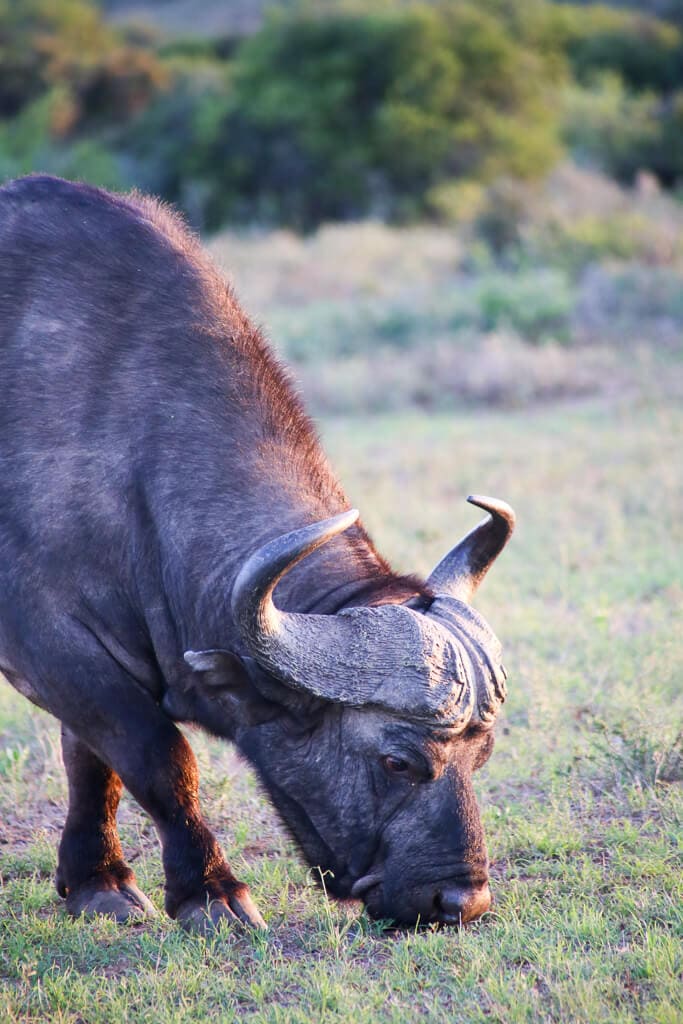 A buffalo grazing