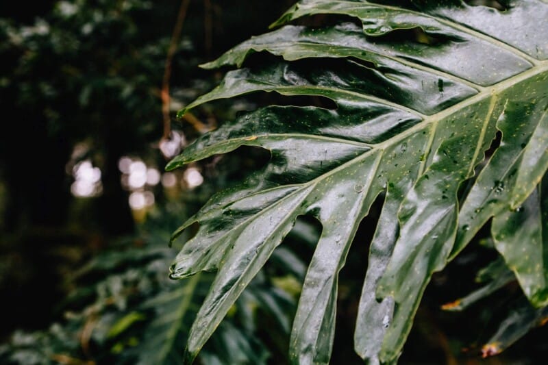 A large green leaf wet from the rain