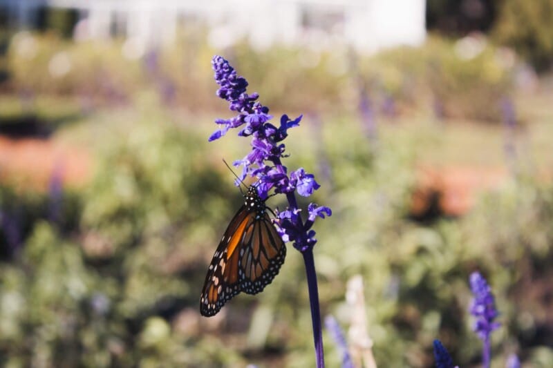 A butterfly perched on a tall purple flower