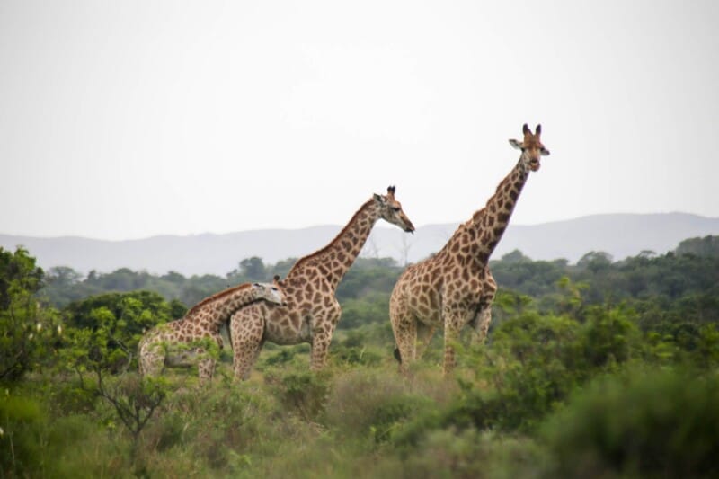 Three giraffes stand above the trees