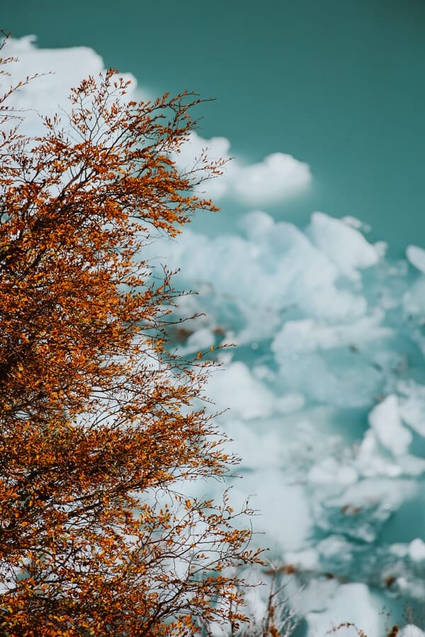 An orange branch hovers over ice that floats in a bright blue lake