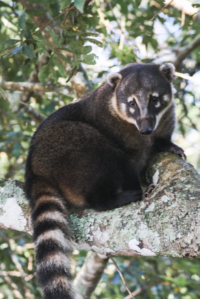 A coati sits perched on a tree branch