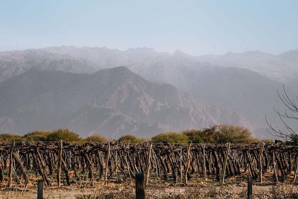 A vineyard in front of the red mountains