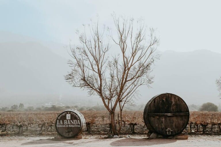 Two enormous wine barrels in front of a vineyard