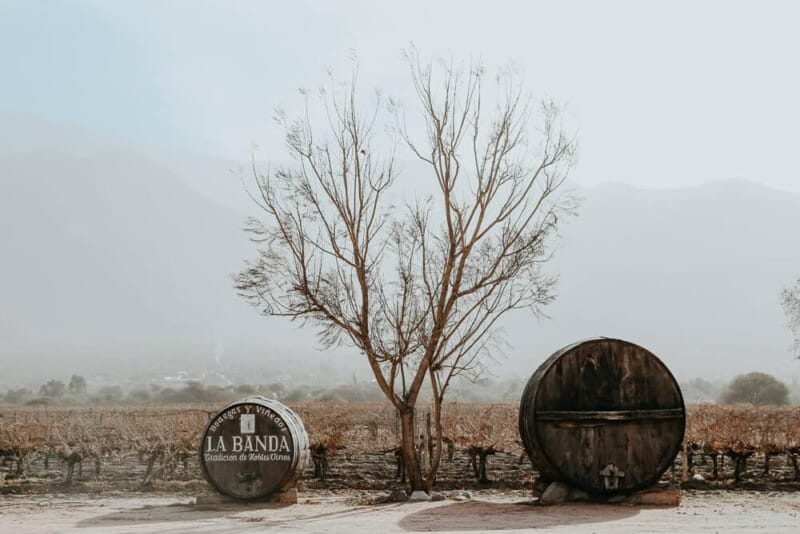 Two enormous wine barrels in front of a vineyard