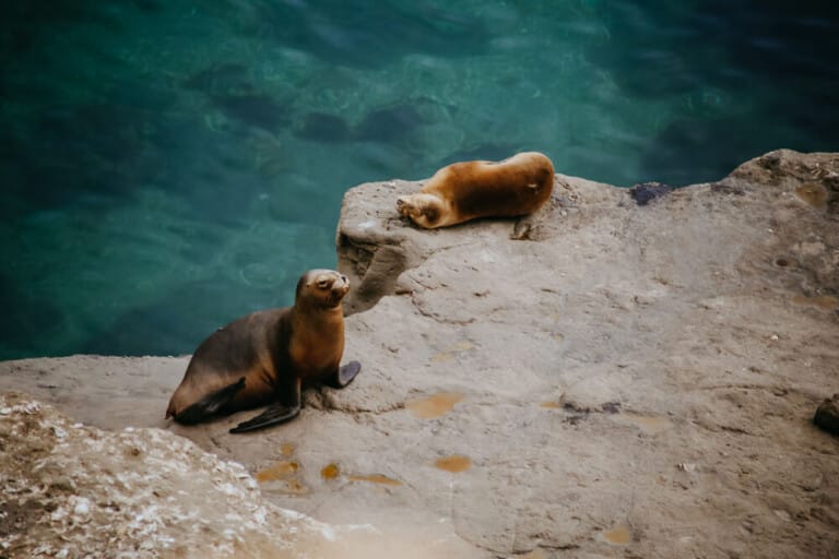 12 Unforgettable Things to do in Puerto Madryn + Travel Guide
