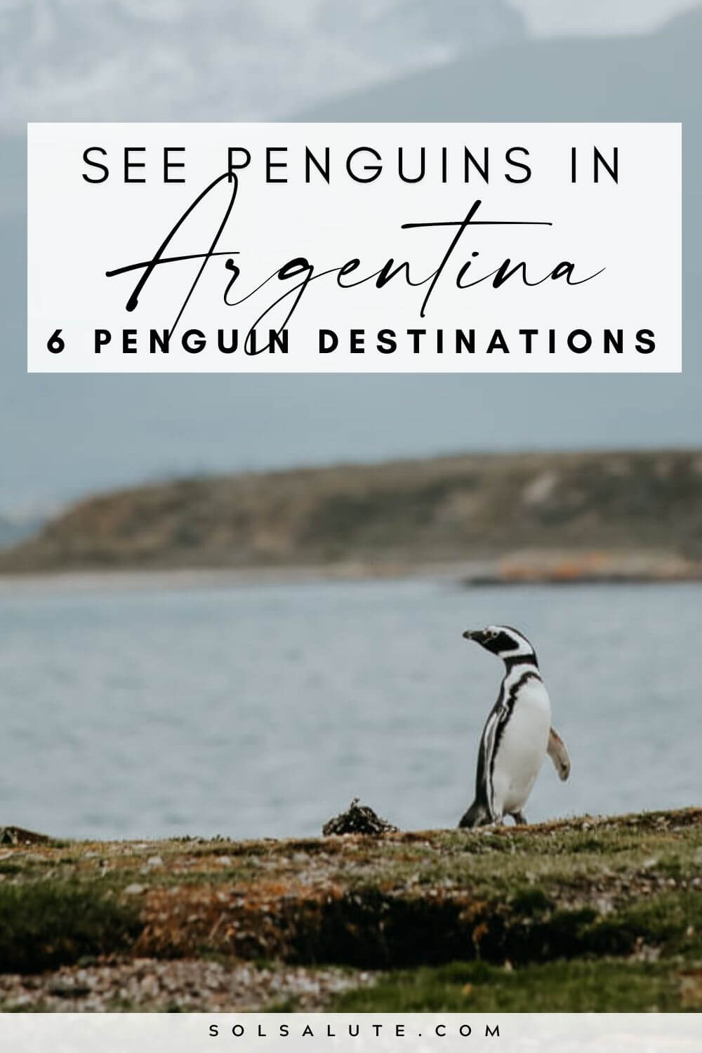 Where to see penguins in Argentina | Where to see penguins in Patagonia | Wildlife in Argentina | Argentina penguins | Penguins in Chile | Chile penguins | Wildlife Travel Inspiration | Patagonia itinerary ideas | Things to do in Argentina | Beautiful places in Argentina | Things to do in Patagonia | Where to go in Argentina | Penguin safaris | Penguins in Ushuaia | Penguins in Puerto Madryn | Punta Tombo penguins | Wildlife in South America | South America safaris
