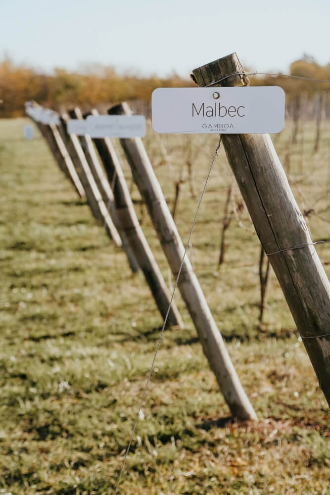 Vines and signs marking the varietals at a winery in Buenos Aires