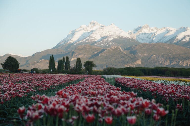 Tulips, Wine, and Dragons in Trevelin: Patagonia’s Best Kept Secret