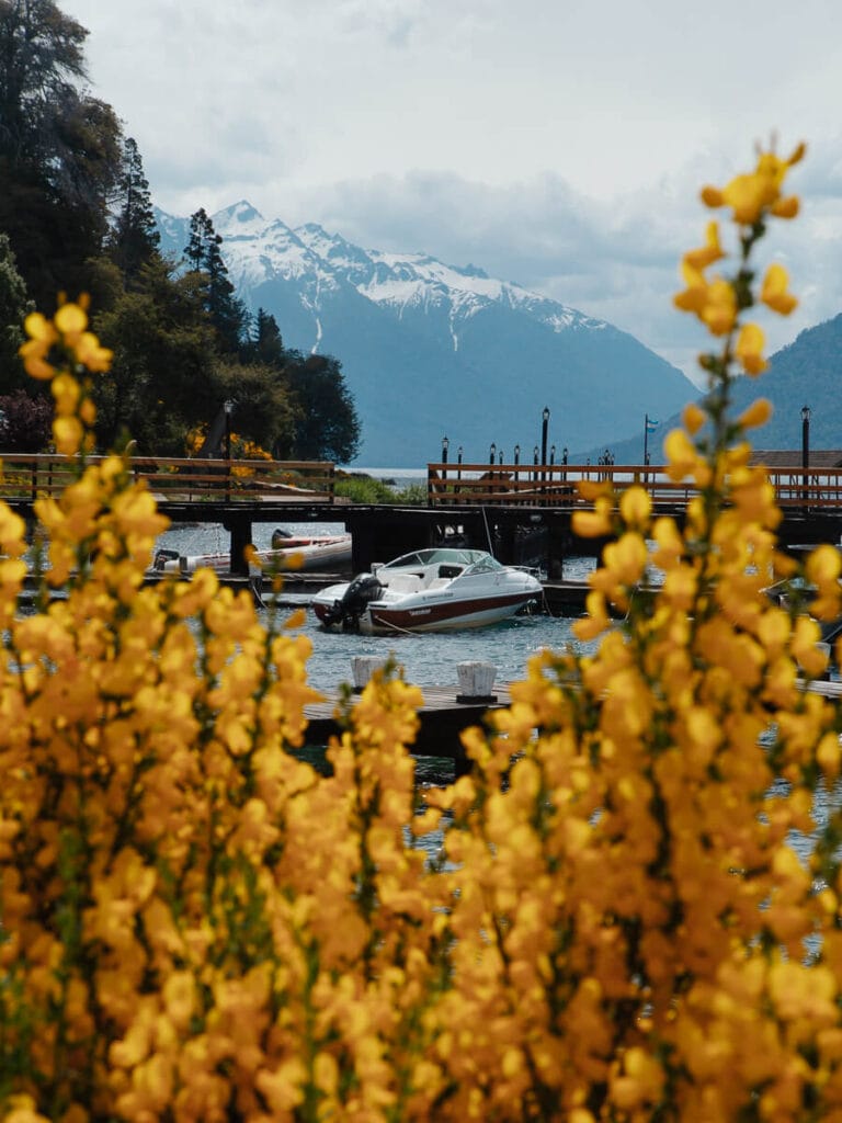 A speedboat and a mountain seen through yellow flowers