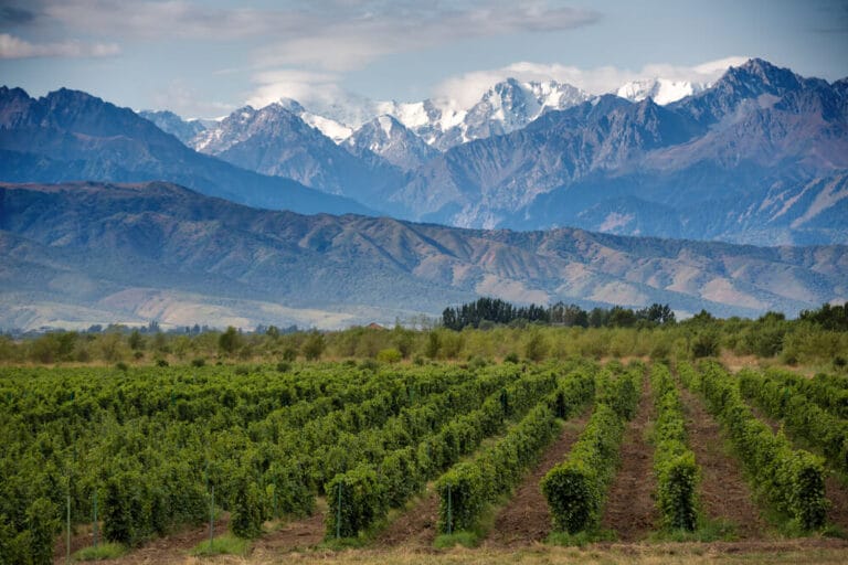 Lush green vines at the food of the Andes Mountains in a Mendoza winery