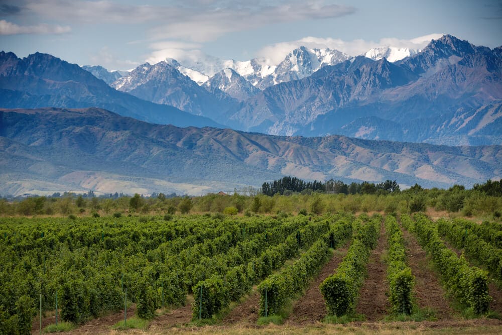 Lush green vines at the food of the Andes Mountains in a Mendoza winery