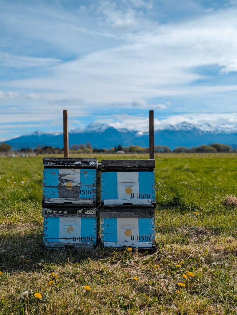 Bee hives in boxes in the grass in a valley in Trevelin