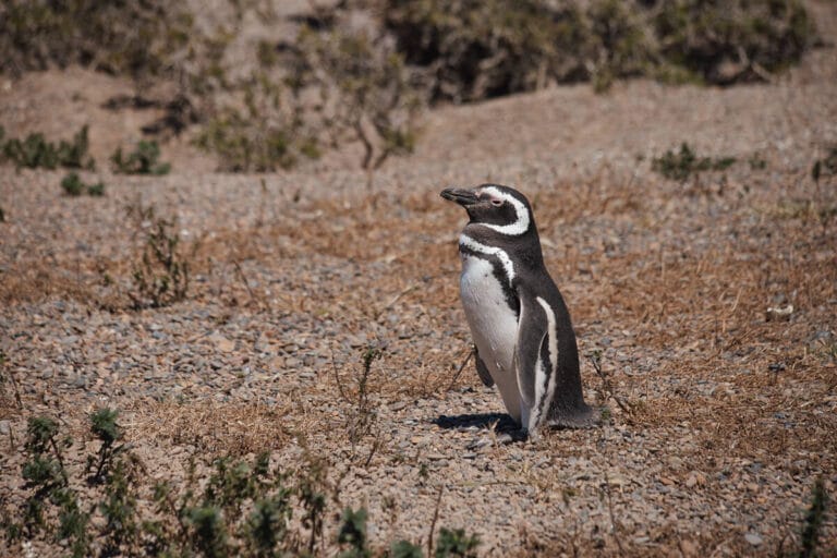 A lone penguins stands in the sun in Patagonia