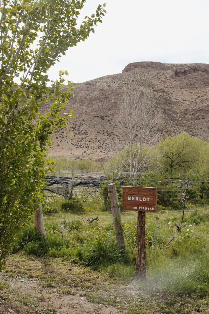 Merlot vines in the desert valley of Patagonia in Gualjaina