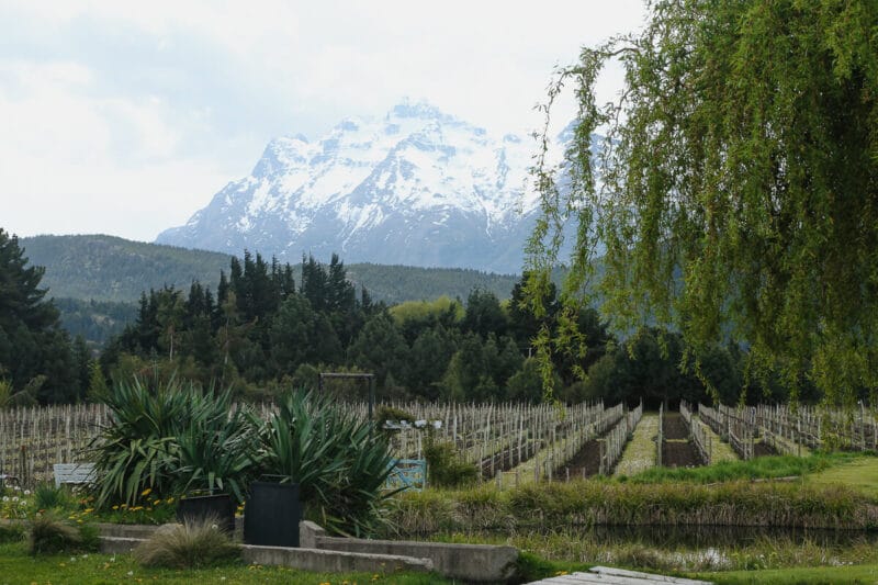 The bare vineyard in a Patagonia winery in winter with no vines and a snow covered mountain in the background