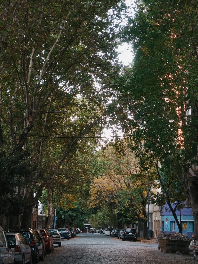 A canopy of trees tower over a cobblestone street in Chacarita Argentina