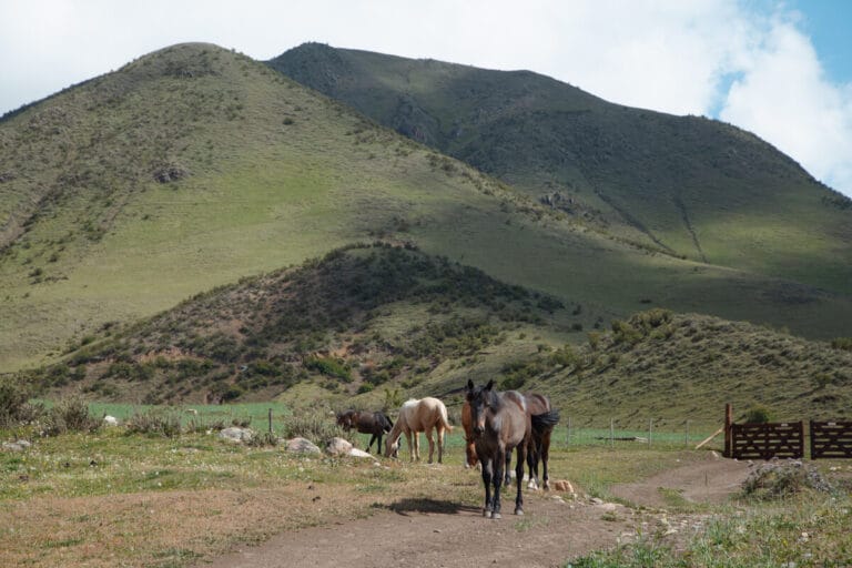 Horses stand at the foot of the Andes foothills at a Mendoza estancia